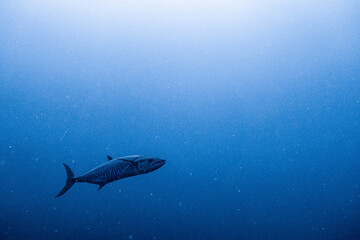 Narrow-barred Spanish mackerel encountered on Koh Tao, Thailand