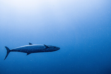 Narrow-barred Spanish mackerel encountered on Koh Tao, Thailand