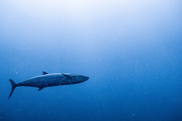 Narrow-barred Spanish mackerel encountered on Koh Tao, Thailand
