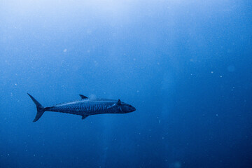 Narrow-barred Spanish mackerel encountered on Koh Tao, Thailand