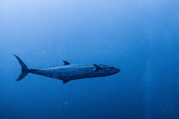 Narrow-barred Spanish mackerel encountered on Koh Tao, Thailand
