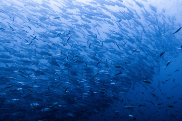 School of bigeye trevally on Koh Tao, Thailand
