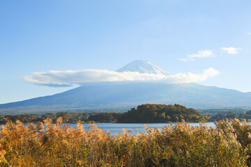 秋晴れの空、白雪を頂く富士と、風に揺れる日本の野草