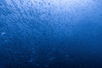 School of bigeye trevally on Koh Tao, Thailand