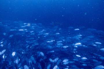 School of bigeye trevally on Koh Tao, Thailand