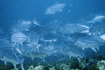 School of bigeye trevally on Koh Tao, Thailand