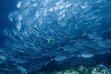School of bigeye trevally on Koh Tao, Thailand