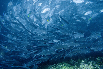 School of bigeye trevally on Koh Tao, Thailand