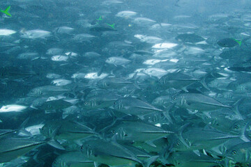 School of bigeye trevally on Koh Tao, Thailand