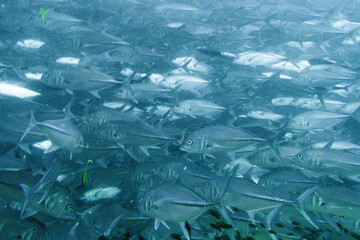 School of bigeye trevally on Koh Tao, Thailand