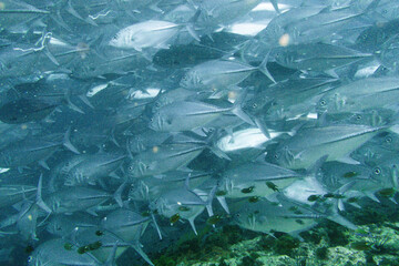 School of bigeye trevally on Koh Tao, Thailand