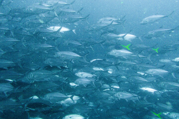 School of bigeye trevally on Koh Tao, Thailand