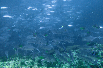 Fototapeta premium School of bigeye trevally on Koh Tao, Thailand