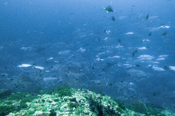 School of bigeye trevally on Koh Tao, Thailand