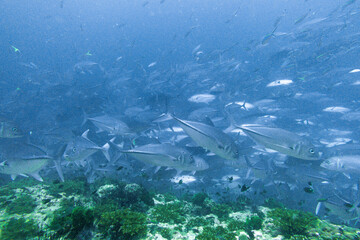 School of bigeye trevally on Koh Tao, Thailand