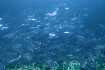 School of bigeye trevally on Koh Tao, Thailand