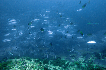 School of bigeye trevally on Koh Tao, Thailand