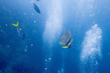 Platax teira(batfish) encountered while diving in Koh Tao, Thailand.
