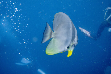 Platax teira(batfish) encountered while diving in Koh Tao, Thailand.
