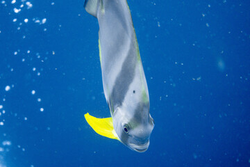 Platax teira(batfish) encountered while diving in Koh Tao, Thailand.
