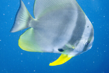 Platax teira(batfish) encountered while diving in Koh Tao, Thailand.
