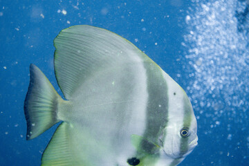 Platax teira(batfish) encountered while diving in Koh Tao, Thailand.

