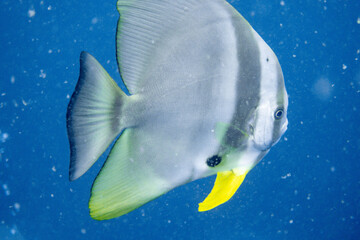 Platax teira(batfish) encountered while diving in Koh Tao, Thailand.
