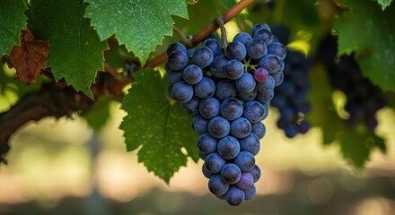 Fototapeta premium Vibrant purple clusters of ripe grapes hanging on the vine, ready for the seasonal harvest under warm autumnal sunlight ,outdoor ,bloom ,red
