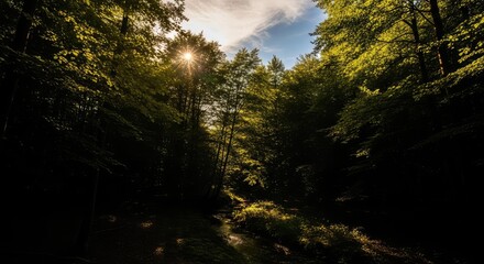 sun rays through trees