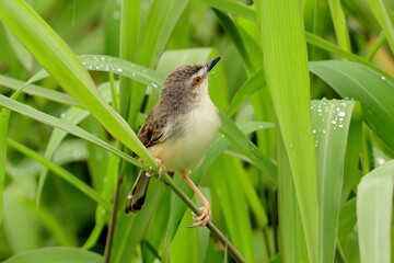 bird on the grass