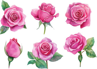 set of pink roses isolated