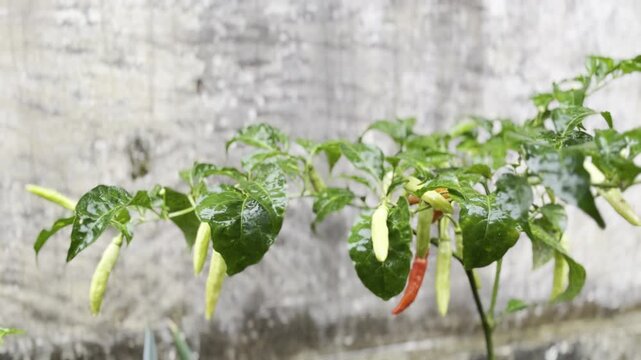 wet chili tree and rainy water