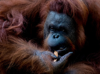close-up portrait of a female orangutan in the morning © ahmadnafik