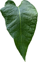 Obraz premium Green tobacco leaves (Nicotiana tabacum) transparent background, Green leaves