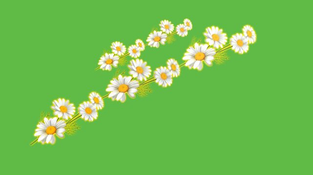 draw slant series of white sunflower decorate with green leaf and aloe vera on green screen background
