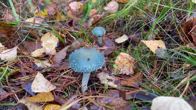Blue mushrooms in forest surreal cartoon like appearance caution microdosing can be dangerous wild fungus toxic nature unusual colorful environment close up study