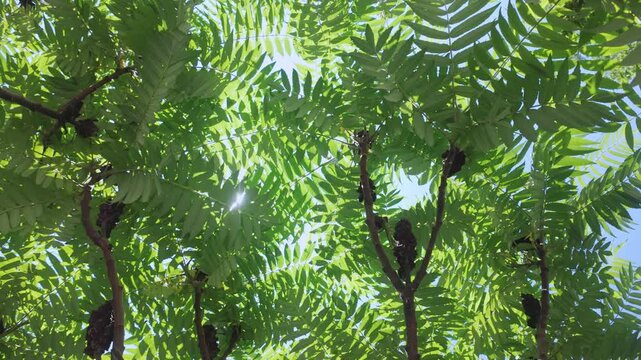 Bottom view of red fruits and green foliage of Sumac tree against a blue sky on a sunny day, backlit by sun