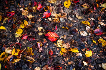 autumn leaves background
