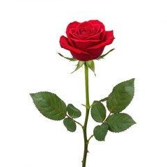 Vivid red long stem rose isolated against a pure white background, symbolizing love, passion, and elegance ,stem ,anniversary ,beautiful