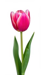 Fototapeta premium A single vibrant pink tulip blossom stands tall against a pure white background, symbolizing springtime, beauty, and new beginnings ,flora ,soft ,single