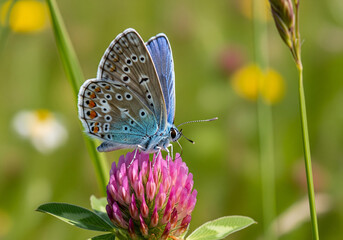 Obraz premium Delicate blue butterfly gracefully perched on vibrant pink clover blossom in sunlit meadow, capturing nature's beauty in stunning detail