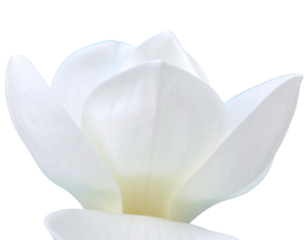 Firefly_jungle leave plant isolated include clipping path on white background - Firefly_white flower png picture