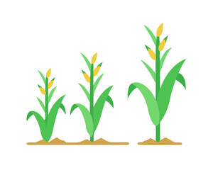 Minimal flat vector of a Corn Plant, 2D icon-style illustration on white background