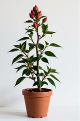Fototapeta premium A tall potted plant with vibrant red buds, ready to bloom, in a minimalist setting, verdant plant, vibrant color, potted greenery