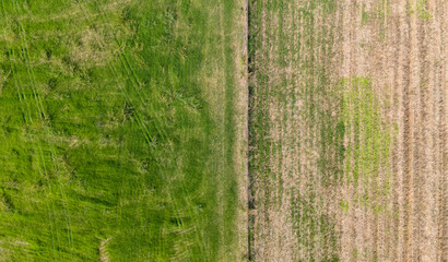 Naklejka premium A top down aerial view of a country road or path separating a lush green field from a dry harvested field a beautiful rural scene