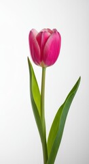 A single beautiful pink tulip flower stands elegantly isolated against a clean white background, symbolizing springtime and fresh growth ,colorful ,growth ,close up
