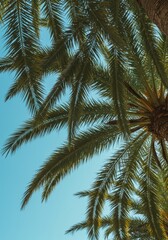 Fototapeta premium Lush tropical palm tree canopy texture against a bright blue sky. Natural pattern of fronds creating shade and exotic vacation vibes in warm sunlight ,green ,nature ,plant