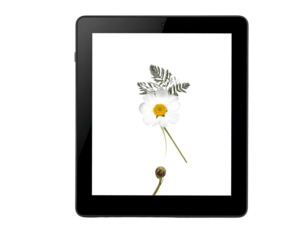 Tablet displaying a daisy and fern arranged on a white background, minimalist style
