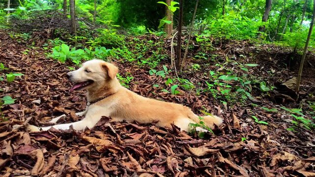 Description
4K footage of a small gray dog sitting peacefully under a tree, surrounded by lush green forest and natural light. The scene reflects tranquility, freshness, and the simple beauty of anima