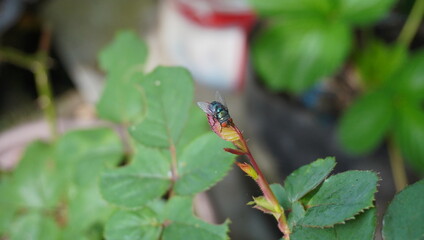 flies that land on thorny rose branches